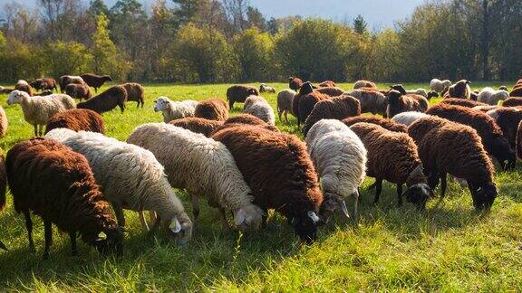 在牧场上吃草的一群羊