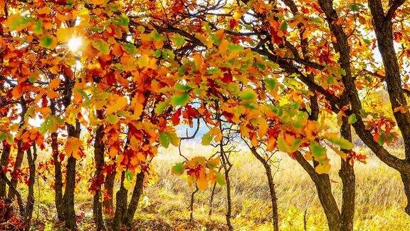秋天秋天的树和树叶随风摆动