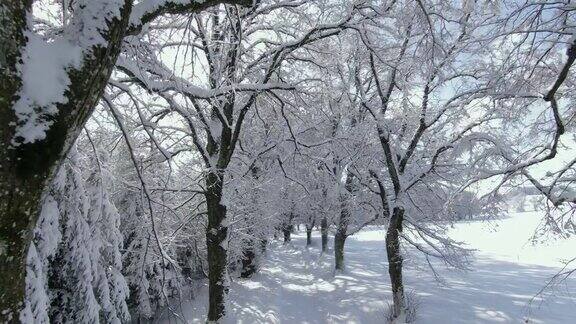 冬天有雪树的小路
