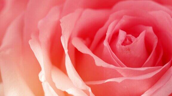 柔粉玫瑰花在玫瑰花园的背景近距离拍摄粉色玫瑰花情人节概念