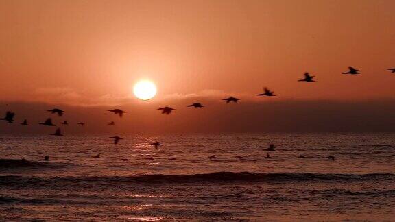 日落时海面上的鸟儿在慢镜头中飞翔
