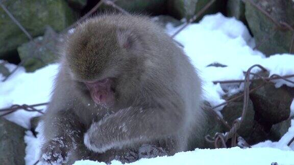 4k:日本猴子在雪地里吃东西