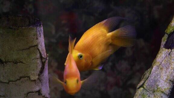 一对金鹦鹉鱼在水族馆游泳