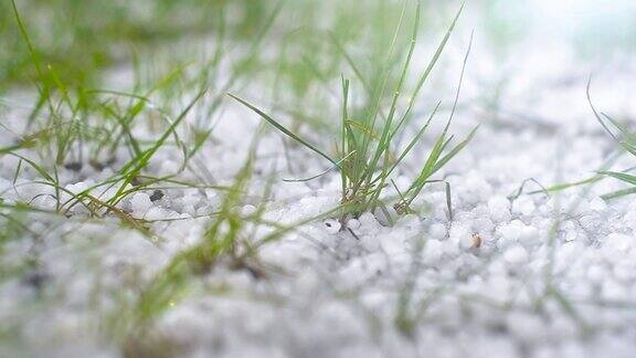 春天的冰冰雹在绿草地上坏天气特写