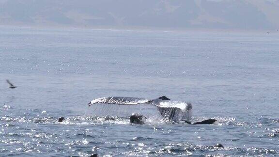 在蒙特利湾加利福尼亚美国潜水座头鲸的特写
