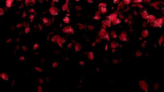 落在黑色背景上的玫瑰花瓣