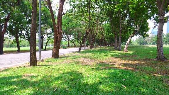 公园里的绿色草坪和树木