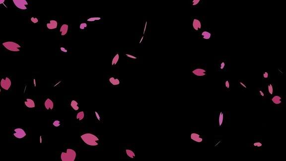 循环动画视频简单的樱花花瓣舞蹈在黑色背景