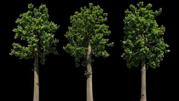 椴树属孤立的树