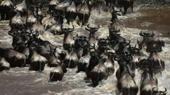 一群野生牛羚横跨江河