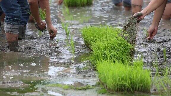 友谊年轻的农民种植水稻浆果有机稻田稻田共同的理念