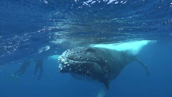 潜水员与座头鲸在太平洋水下游泳