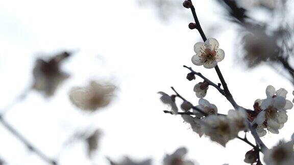 白色的梅花绽放白色的梅花
