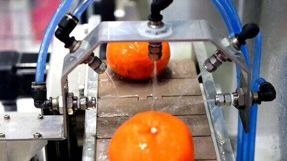 关闭生产线上柑橘类水果的清洗过程