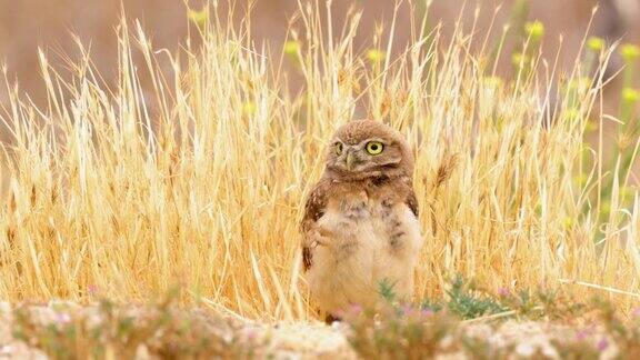 沙漠里的穴居猫头鹰