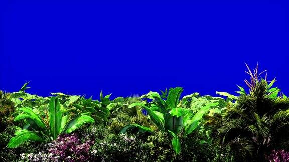 蓝色屏幕上的热带植物在风中摇曳美丽的夏季循环背景