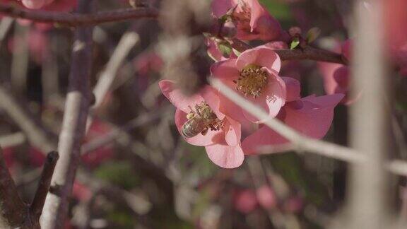 蜜蜂在粉红色的花里