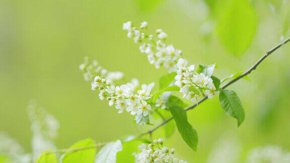 白花的小树鸟樱桃或杨梅纬度李属稠李属缓慢的运动