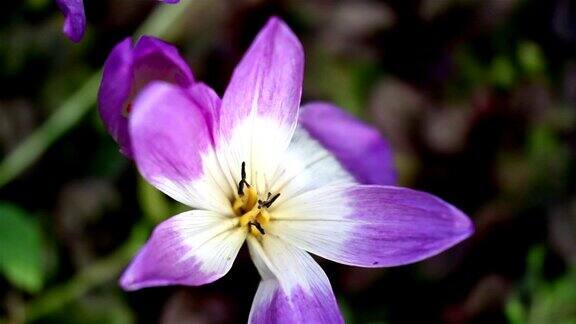 近距离拍摄紫罗兰兰花