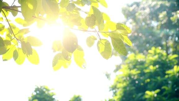 阳光透过绿叶树枝在风中摇曳