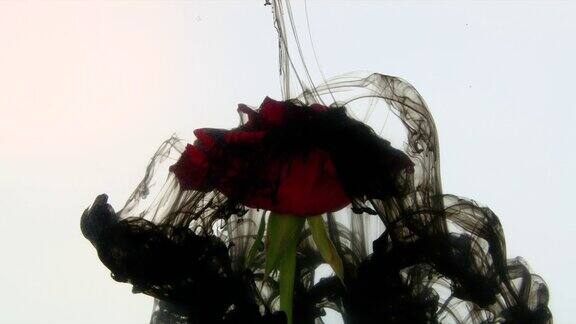 黑墨云混着一朵美丽的红玫瑰
