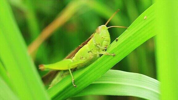 蝗虫吃稻谷绿叶