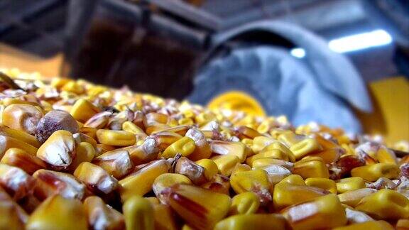 农业筒仓中的玉米