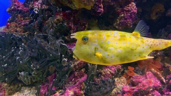 彩色的黄色长角牛角鱼Lactoriacornuta也被称为角箱鱼游泳在水族馆附近的珊瑚近距离