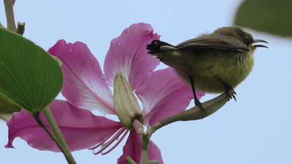 漂亮的鸟和粉红色的花4K视频