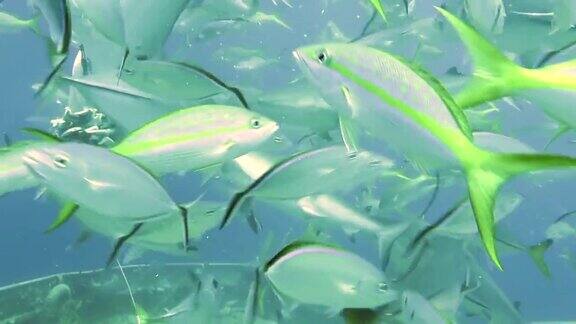 在巴哈马群岛的水下海洋野生动物中人们与一群鲨鱼在一起