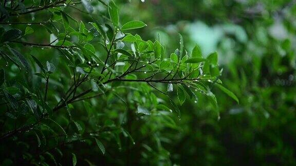 雨季雨点滴落在树叶上