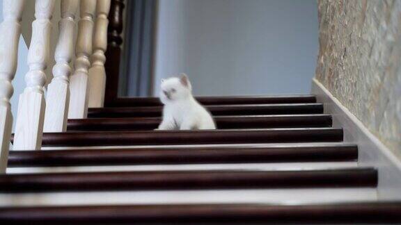 小猫下楼梯小猫在家里下楼的画像