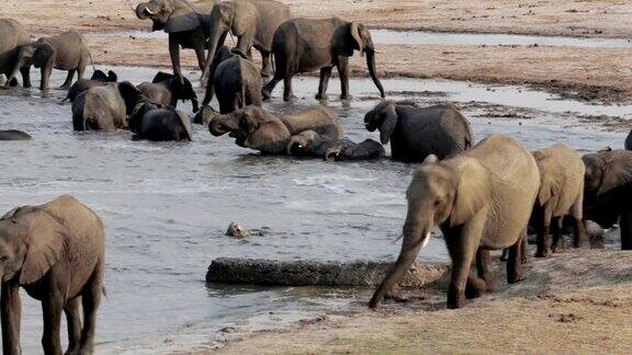 水坑里的一群非洲象