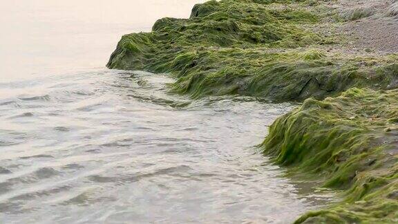 风暴过后黑海的沙滩上长满了绿藻乌克兰