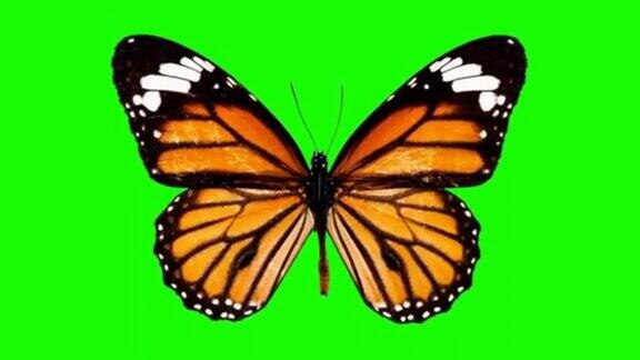 飘动的蝴蝶运动图形绿色屏幕背景