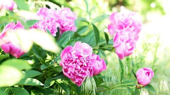 花园里有粉红色的牡丹牡丹灌木丛上的牡丹特写镜头粉红色的花绿色灌木上的粉红色牡丹夏天的花园