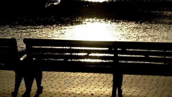 日落时分海滨长廊上的剪影长椅放松海鸥飞过水面