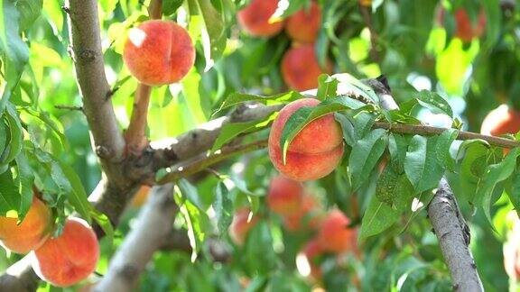 从桃树上采摘成熟的桃子