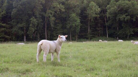 无忧无虑的小羊吃草