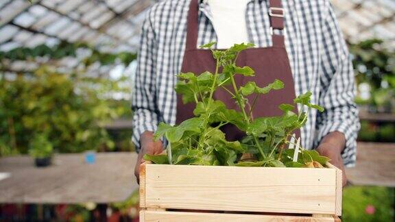 一名男性农民带着一箱绿色植物走在温室里的慢镜头