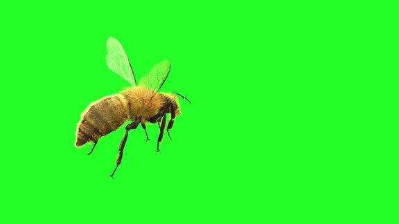 一只蜜蜂在绿色背景上飞行3D渲染
