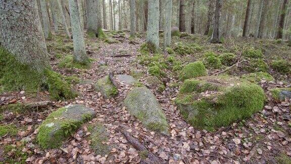 多莉拍摄的是一条徒步旅行的小道这条小道位于岩石组成的混交林中