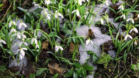 初春雪花莲在冰雪融化的草地上迅速绽放