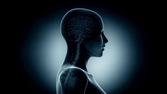 大脑在x射线