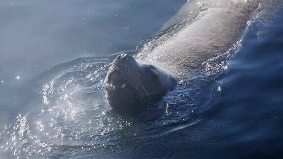 海狮在水面游泳