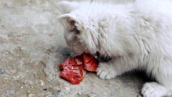 小猫吃香肠