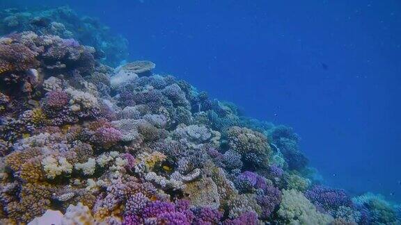 红海上有许多小型热带鱼的美丽珊瑚礁上的海洋生物-马萨阿拉姆-埃及