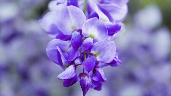 紫藤是一种豆科开花植物