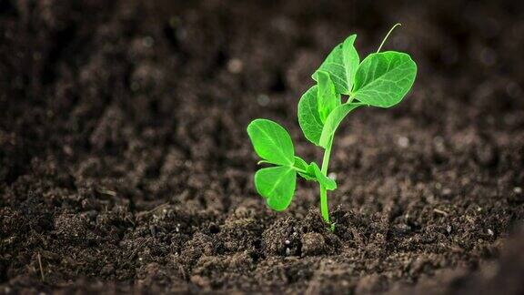 豌豆苗长出了土壤时间流逝