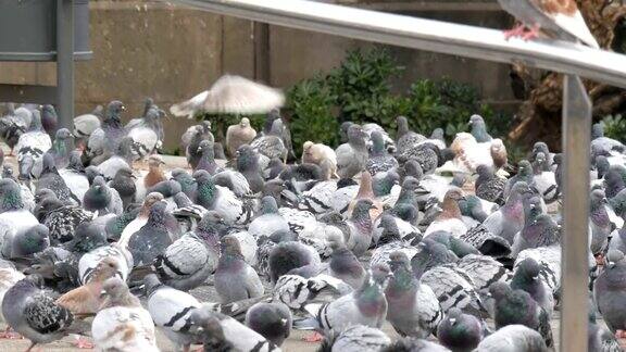 巨大的鸽子群在城市公园近距离鸟儿在巴塞罗那的城市街道或者公园的人行道上吃东西